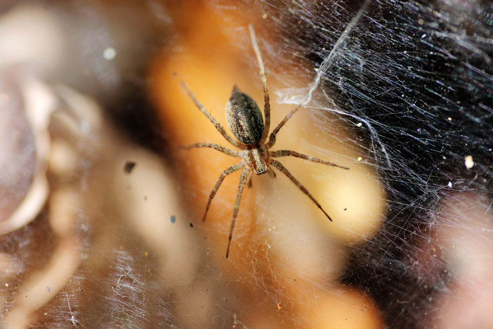 How to keep spiders away from the house Barrettine Environmental Health